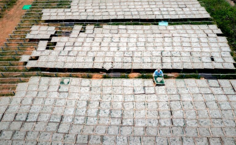 Aerial shot of a person working in rice drying fields, showcasing traditional agricultural practices.