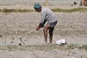 Free stock photo of agricultural activity, asian farmer