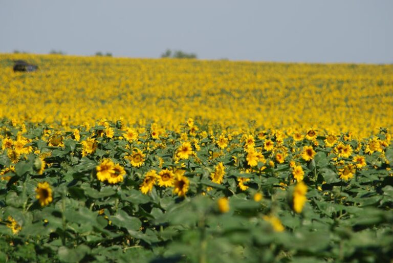 Expansive field of sunflowers under a clear blue sky, conveying a sense of summer abundance.