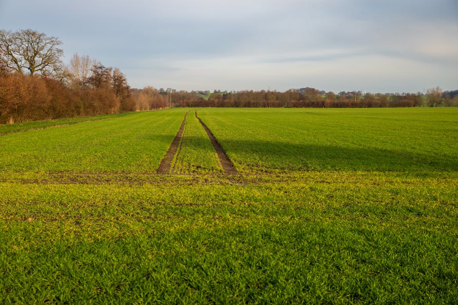 Expansive green field with tractor trails on a sunny day.